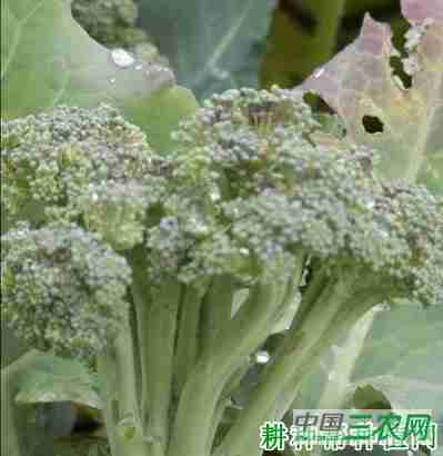 西兰花（青花菜）散开球如何预防？